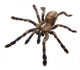 Tarantula Spider Wall Decal