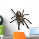Tarantula Spider Wall Decal