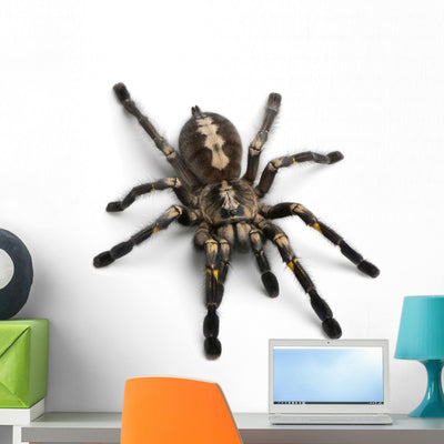 Tarantula Spider Wall Decal shown on a wall