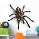 Tarantula Spider Wall Decal