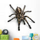 Tarantula Spider Wall Decal
