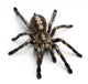 Tarantula Spider Wall Decal