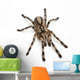 Tarantula Spider Poecilotheria Fasciata Wall Decal