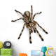 Tarantula Spider Poecilotheria Fasciata Wall Decal
