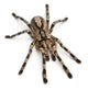 Tarantula Spider Poecilotheria Fasciata Wall Decal