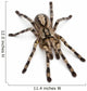 Tarantula Spider Poecilotheria Fasciata Wall Decal
