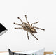 Tarantula Spider Poecilotheria Fasciata Wall Decal