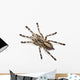 Tarantula Spider Poecilotheria Fasciata Wall Decal