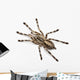Tarantula Spider Poecilotheria Fasciata Wall Decal