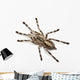 Tarantula Spider Poecilotheria Fasciata Wall Decal