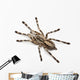 Tarantula Spider Poecilotheria Fasciata Wall Decal
