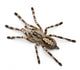 Tarantula Spider Poecilotheria Fasciata Wall Decal