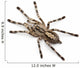 Tarantula Spider Poecilotheria Fasciata Wall Decal