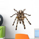 Tarantula Spider Poecilotheria Fasciata Wall Decal