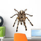Tarantula Spider Poecilotheria Fasciata Wall Decal