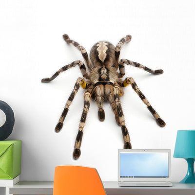 Tarantula Spider Poecilotheria Fasciata Wall Decal shown on a wall