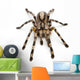 Tarantula Spider Poecilotheria Fasciata Wall Decal