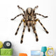 Tarantula Spider Poecilotheria Fasciata Wall Decal