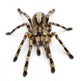 Tarantula Spider Poecilotheria Fasciata Wall Decal