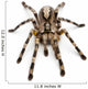 Tarantula Spider Poecilotheria Fasciata Wall Decal