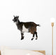Common Goat from the West of France, Capra aegagrus hircus Wall Decal