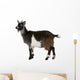 Common Goat from the West of France, Capra aegagrus hircus Wall Decal