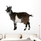 Common Goat from the West of France, Capra aegagrus hircus Wall Decal