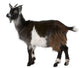 Common Goat from the West of France, Capra aegagrus hircus Wall Decal
