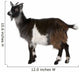 Common Goat from the West of France, Capra aegagrus hircus Wall Decal