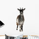 Common Goat From the West of France Wall Decal