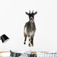 Common Goat From the West of France Wall Decal