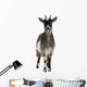 Common Goat From the West of France Wall Decal