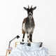 Common Goat From the West of France Wall Decal