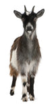 Common Goat From the West of France Wall Decal