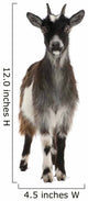 Common Goat From the West of France Wall Decal