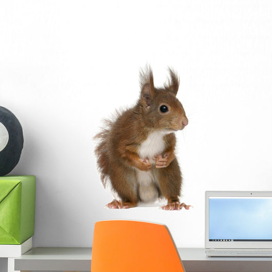 Eurasian Red Squirrel Sciurus Wall Decal