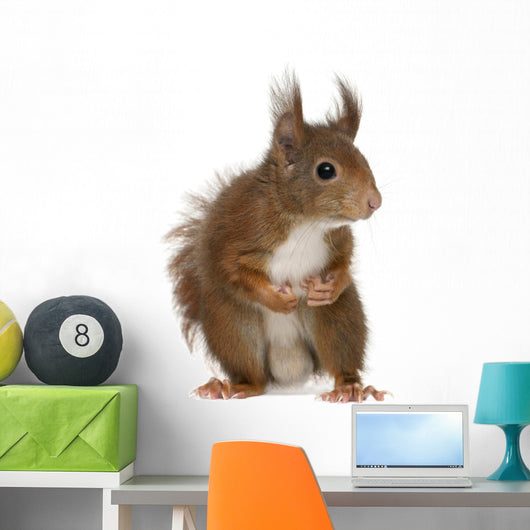 Eurasian Red Squirrel Sciurus Wall Decal