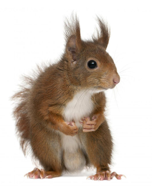 Eurasian Red Squirrel Sciurus Wall Decal
