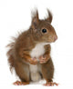 Eurasian Red Squirrel Sciurus Wall Decal