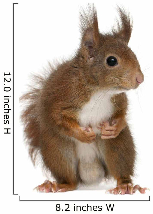 Eurasian Red Squirrel Sciurus Wall Decal