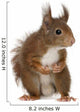 Eurasian Red Squirrel Sciurus Wall Decal
