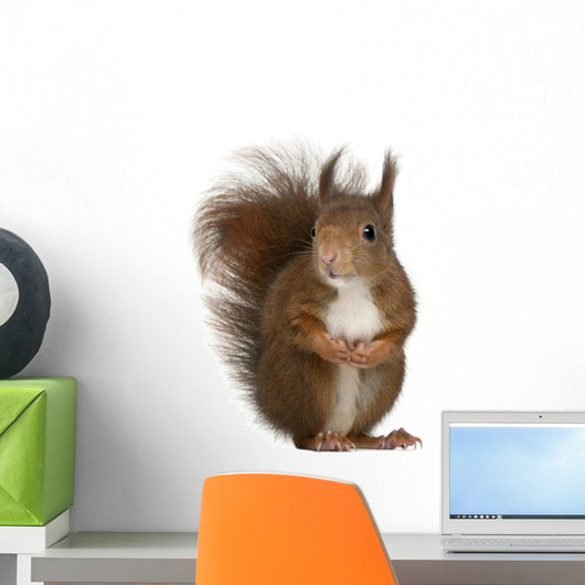 Eurasian Red Squirrel Wall Decal