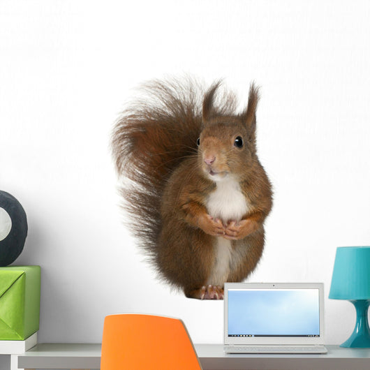 Eurasian Red Squirrel Wall Decal