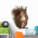 Eurasian Red Squirrel Wall Decal