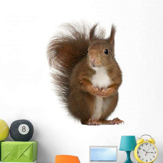 Eurasian Red Squirrel Wall Decal