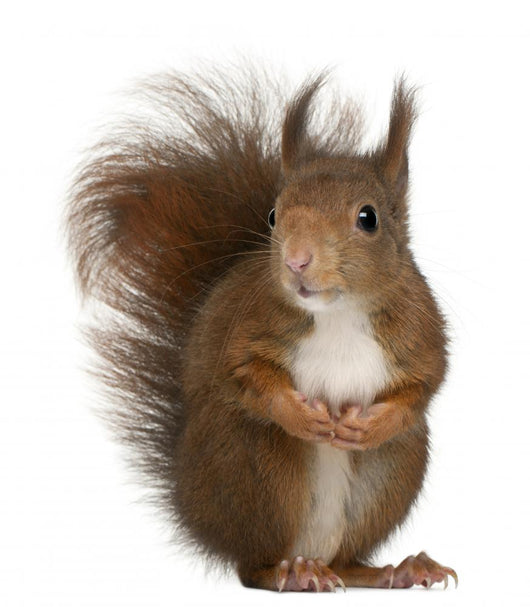 Eurasian Red Squirrel Wall Decal
