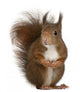 Eurasian Red Squirrel Wall Decal