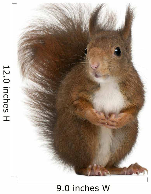 Eurasian Red Squirrel Wall Decal