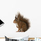 Eurasian Red Squirrel Sciurus Wall Decal