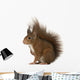 Eurasian Red Squirrel Sciurus Wall Decal